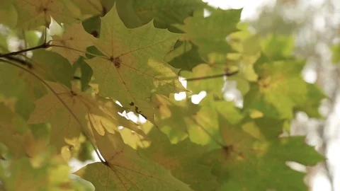 Rays of the sun through the autumn foliage Stock Footage 81171101