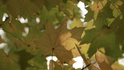 Rays of the sun through the autumn foliage Video stock 81171203