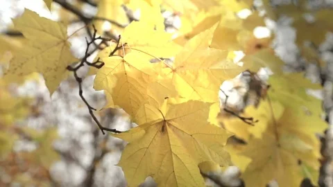 Rays of the sun through the autumn foliage Stock Footage 81171351