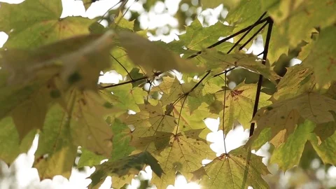 Rays of the sun through the autumn foliage Video stock 81171721