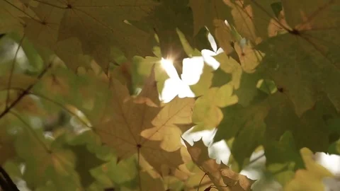 Rays of the sun through the autumn foliage Video stock 81171841