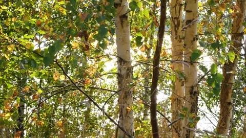 The rays of the sun through the birch leaves. Autumn. Stock-Footage 285335669