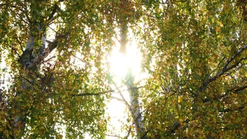 The rays of the sun through the birch leaves. Autumn. 스톡 동영상 285335959