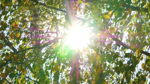 The rays of the sun through the birch leaves. Autumn. Stock-Footage 285712612
