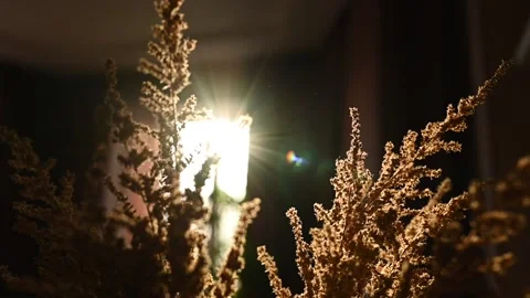 Rays of the sun through the branches of dried flowers,morning sunrise. close-up Stock Footage 239072406