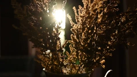 Rays of the sun through the branches of dried flowers,morning sunrise. close-up Stock Footage 239072432
