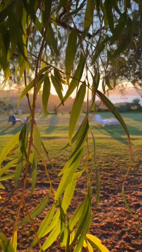 To the rays of the sun through the branches Stock Footage 303845526