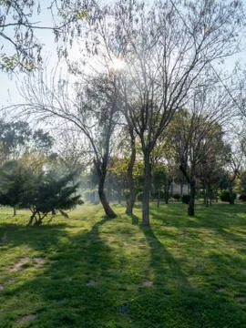 Rays of sun through the branches in the forest Stock Photos