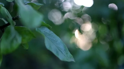 The rays of the sun through branches of a tree. Stock-Footage 159545634