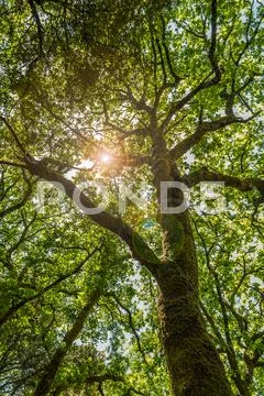 Rays of the sun through the branches of a tree 스톡 사진