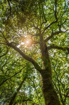 Rays of the sun through the branches of a tree Stock Photos