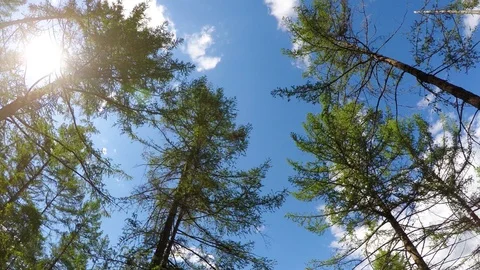 The rays of the sun through the branches of trees Stock Footage 86200542