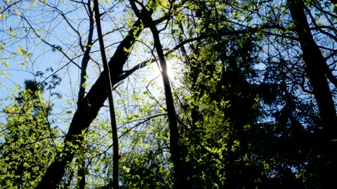 The rays of the sun through the branches of trees 스톡 동영상 197160719