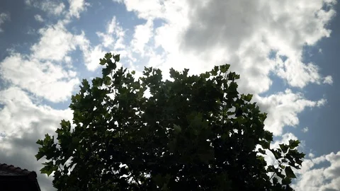 The rays of the sun through the dense foliage on a background of clouds Stock Footage 129085510