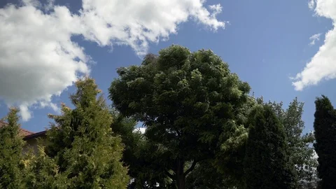 The rays of the sun through the dense foliage on a background of clouds Stock Footage 129086181