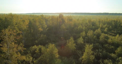 The rays of Sun through a fog and tree's silhouette at dawn. Stock Footage 63303455