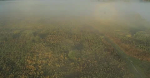 The rays of Sun through a fog and tree's silhouette at dawn. Stock Footage 63303845