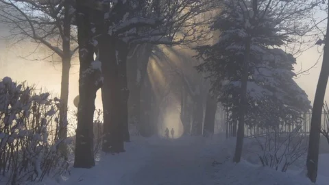Rays of the sun through the fog and tree branches Stock Footage 71415459