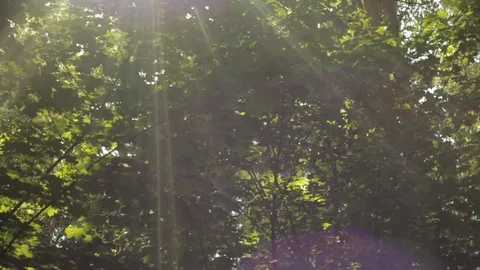 Rays of the sun through the foliage, beautiful bokeh, vertical movement up and Stock Footage 108727610