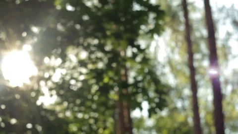 Rays of the sun through the foliage, beautiful bokeh, background, abstraction Stock Footage 108727739