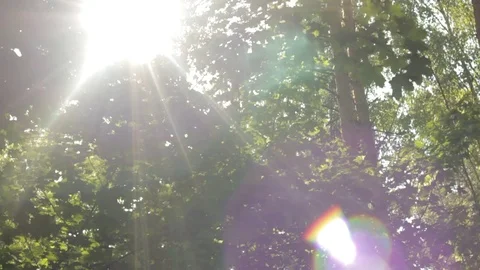 Rays of the sun through the foliage, beautiful bokeh, vertical movement up and Stockbeeldmateriaal 108727763