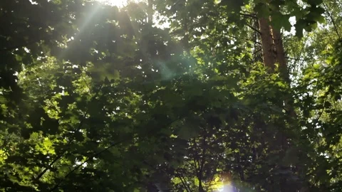 Rays of the sun through the foliage, beautiful bokeh, vertical movement, backgro Stock Footage 108727824