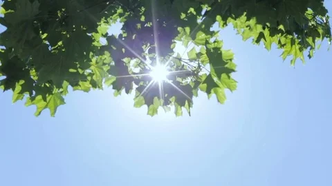 The rays of the sun through the foliage of trees Stock Footage 75783948