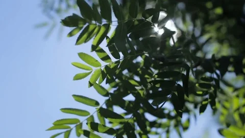 The rays of the sun through the foliage of trees Stock Footage 75790291