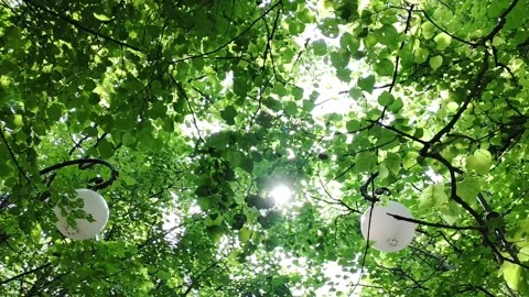 Rays of the sun through the foliage of trees. Stock Footage 269046397