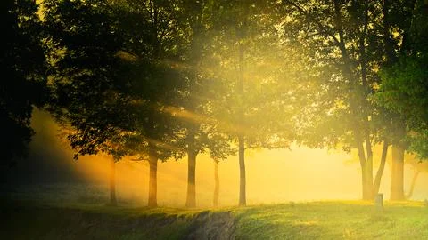 Rays of the sun through the foliage of trees in the fog. Sunset or sunrise Stock Photos