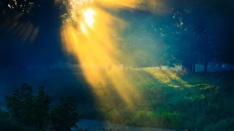 Rays of the sun through the foliage of trees in the fog. Sunset or sunrise Stock Photos