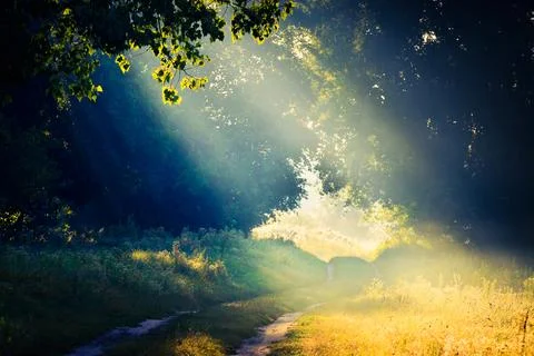 Rays of the sun through the foliage of trees in the fog. Sunset or sunrise Stock Photos