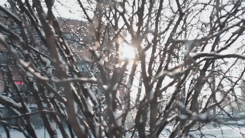 The Rays of the Sun Through the Frozen Branches Stock Footage 102221200