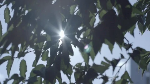 Rays of the sun through the green leaves of the trees with blue sky in 4K slow Stock Footage 107824423