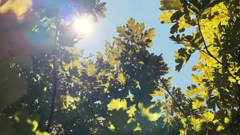 The rays of the sun through the green leaves of an oak tree against a blue sky Stock Footage 219051938