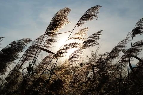Rays of sun through high grass Photos