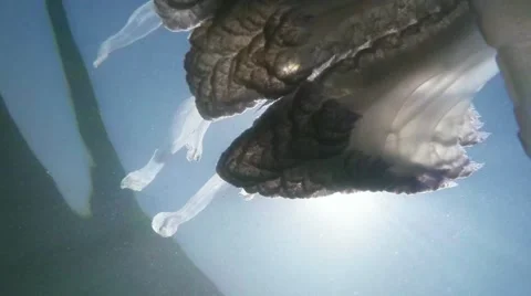 Rays of the sun through the jellyfish at the surface of the sea bottom view Stock Footage 42516841