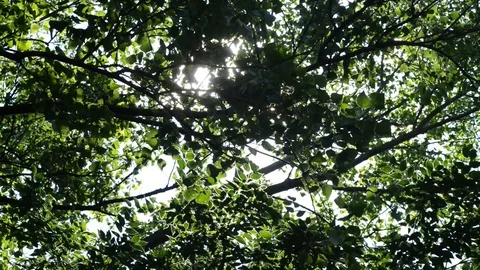 The rays of the sun through the leaves Stock-Footage 91748474