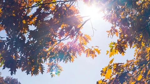 The rays of the sun through the leaves of the maple Stockbeeldmateriaal 82824022