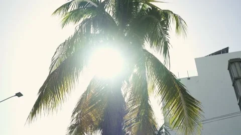 Rays of sun through the leaves of a palm tree in a city of the Mexican Caribbean Stock Footage 157647430