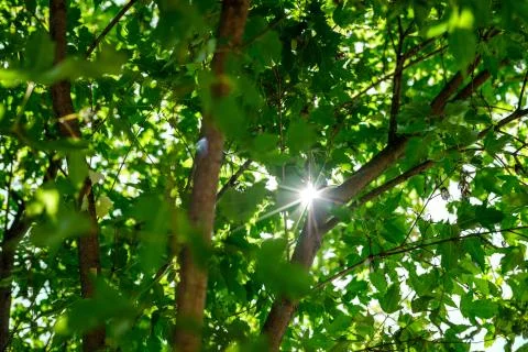 The rays of the sun through the leaves. Stock Photos