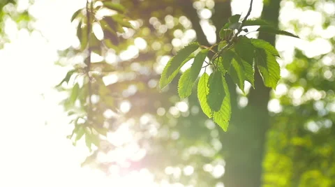 Rays of the sun through the leaves of a tree Stock Footage 53746597
