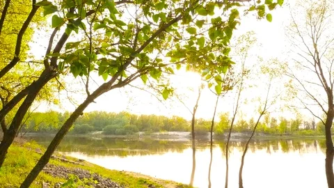 The rays of the sun through the leaves of the tree. Camera in motion Stock Footage 76752100