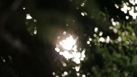 Rays of the sun through the leaves of the tree Vidéo 87091640