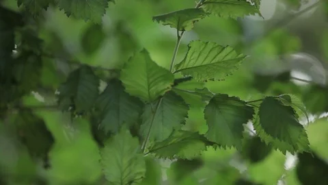 Rays of the sun through the leaves of the tree 스톡 동영상 87091645