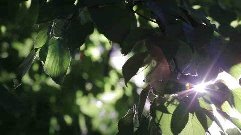 Rays of the sun through the leaves of the tree Vidéo 87091654