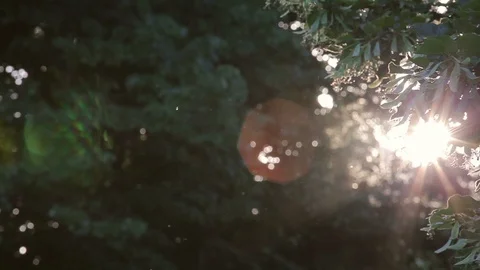 Rays of the sun through the leaves of the tree Vidéo 87091661