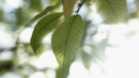 Rays of the sun through the leaves of trees Stock-Footage 36256382