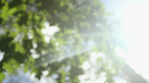 Rays of the sun through the leaves of trees Stock-Footage 36256403