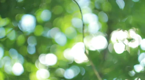 Rays of the sun through the leaves of trees Stock Footage
